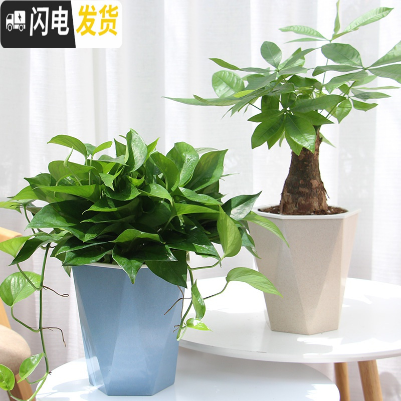 三维工匠免浇水花盆自吸水创意个性六角绿萝花盆室内小号可爱懒人花盆 北欧四色组合 U03(内径8cm,尺寸较小)花盆容器