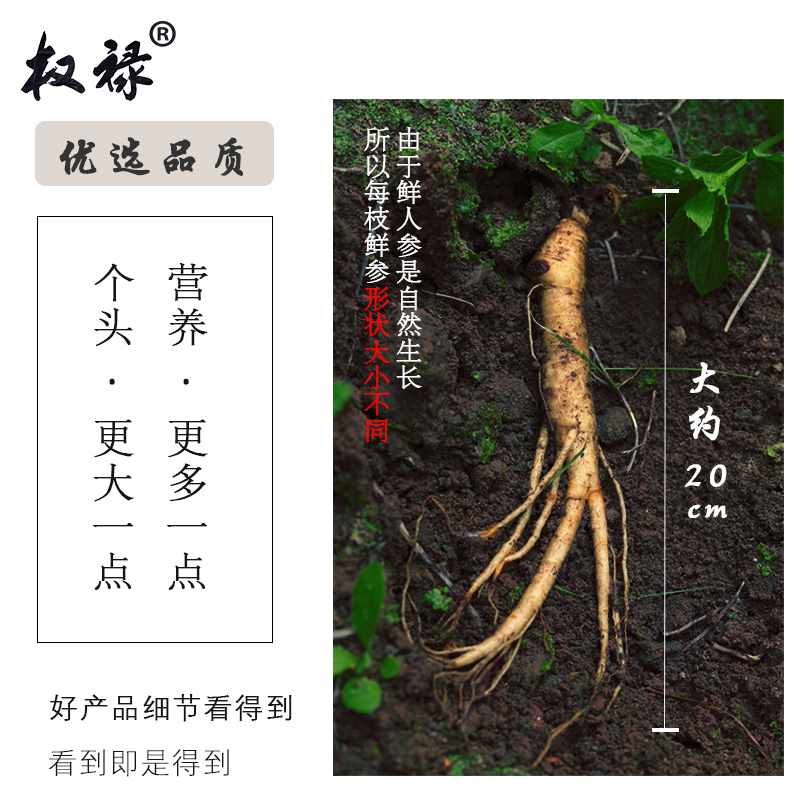 [买2份送100克]2022权禄长白山鲜人参200g装东北人参上市带土鲜参现挖现卖人参拼购精选 非西洋参22