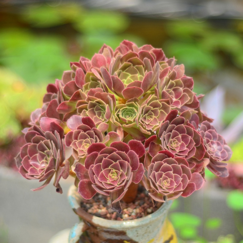 回固万圣节法师沙拉碗黑法师植物铜壶玫瑰缀化超萌多肉有间花舍视频