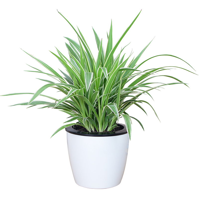 金边吊兰盆栽绿植办公桌室内客厅植物净化空气