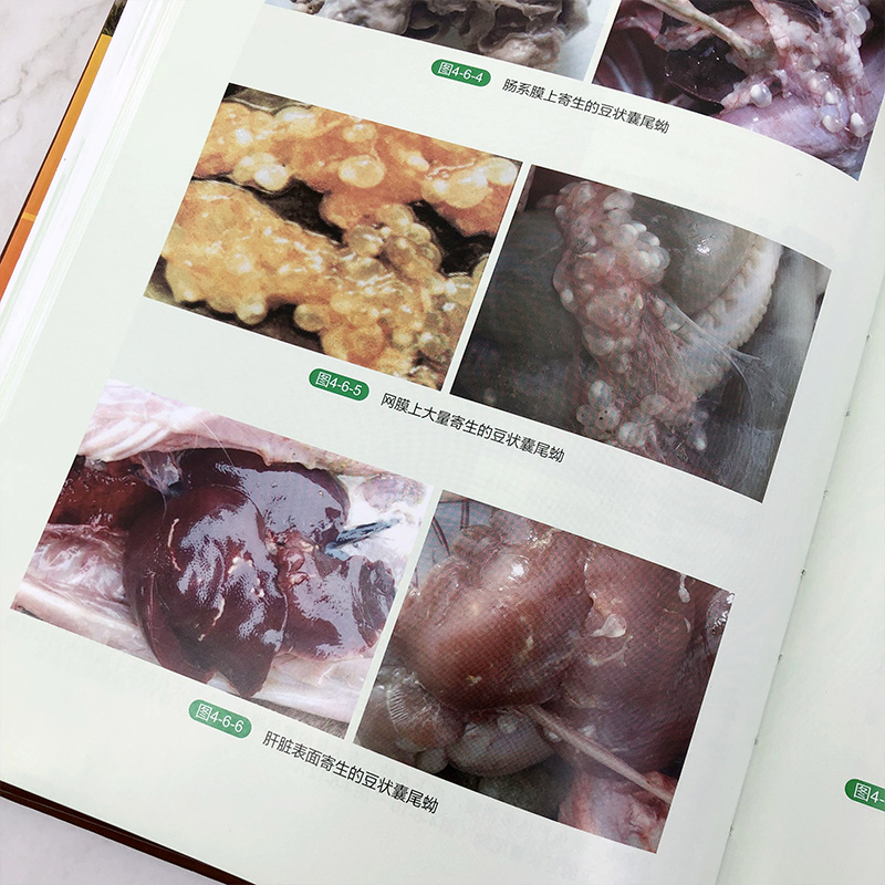 [醉染正版]兔病类症鉴别与诊治彩色图谱 化学工业出版社高清大图