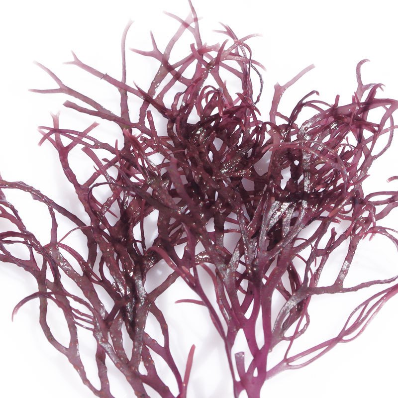 发代发南极冰藻干货智利海藻凤尾藻干紫晶冰藻250g