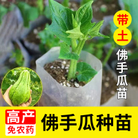 【大人专享】佛手瓜种苗带土种子蔬菜苗龙须菜种瓜苗子带土带芽福寿瓜 佛手瓜苗1棵【带土发货】