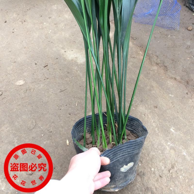 一叶兰盆栽耐冻四季长青室内客厅观叶植物绿植盆景室内耐阴花卉 小苗10颗总高约20-30厘米左右