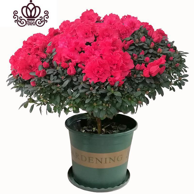 封后 Fenghou 园艺用品封后杜鹃花盆栽室内庭院映山红四季花卉常年开花观花植物老桩盆景杨梅红 25cm 含盆 价格图片品牌报价 苏宁易购战狼家居专营店