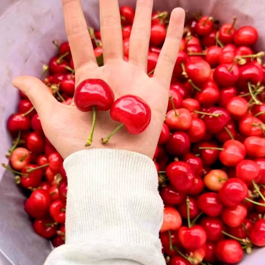 企采严选 大樱桃美早助农新鲜香甜可口3斤