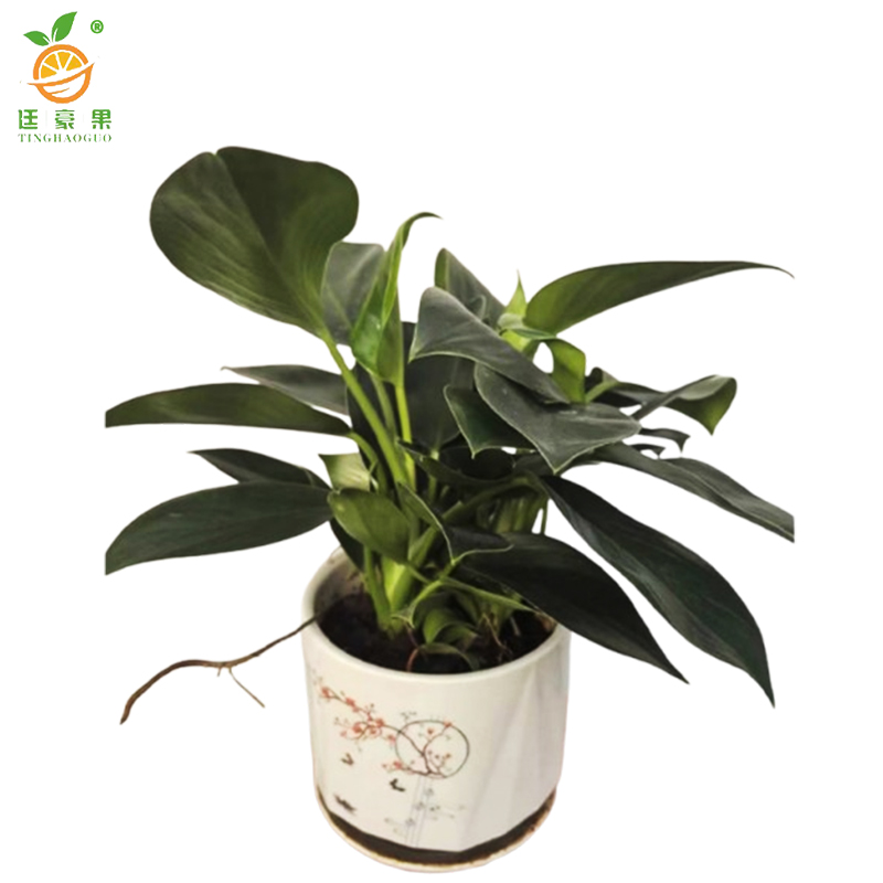 廷豪果 绿钻盆栽 XZ-1467# /盆高清大图