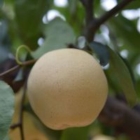 [中华特色]威县馆 雪青梨 2.5斤 当季新梨子个大饱满 脆甜爽口 新鲜水果 华北