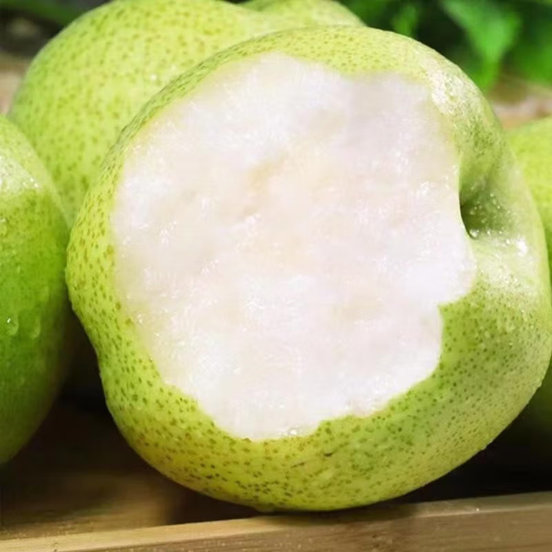 [西沛生鲜]山东新鲜蜂糖梨 净重5斤 大果 单果300g以上 酥梨子 新鲜