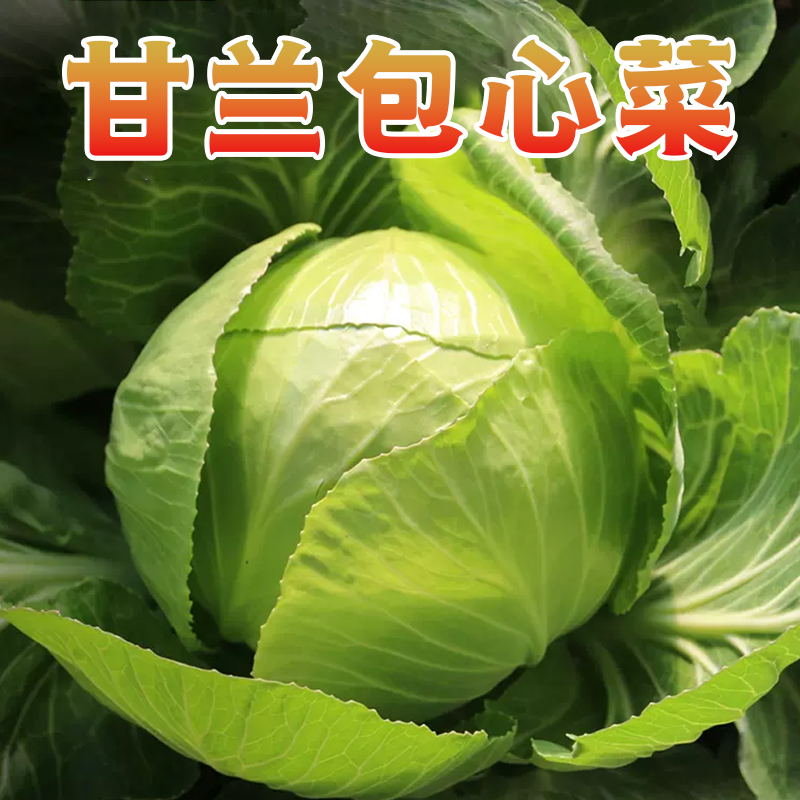 [西沛生鲜]新鲜包菜 净重2.5斤 农家自种甘蓝菜圆白菜当季蔬菜卷心包心菜高清大图