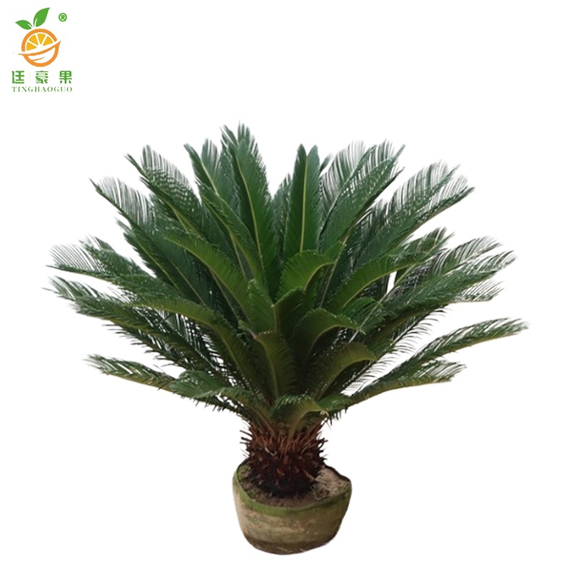 廷豪果 龙血树盆栽 90cm高 /盆高清大图