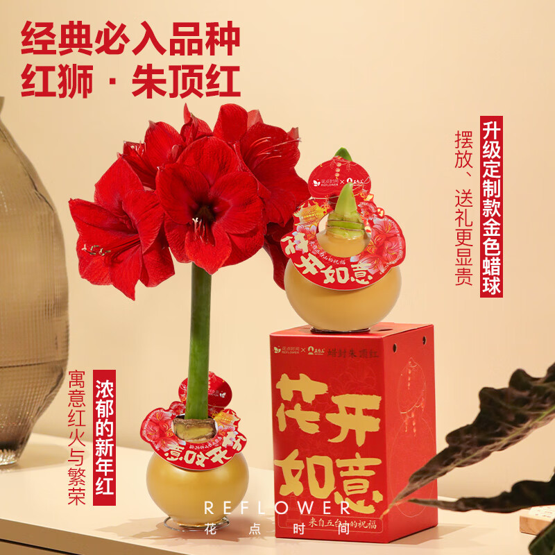 花点时间蝴蝶兰盆栽花卉新年装饰 [朱顶红蜡球]礼盒款-红狮