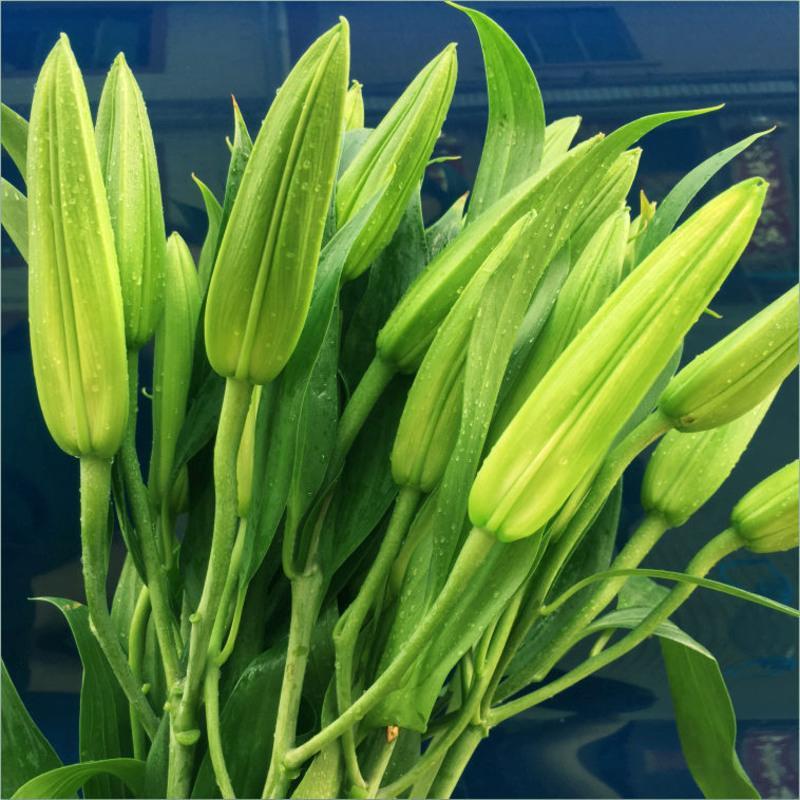 黑美人10朵 送保鲜剂 云南昆明基地直发真花水养鲜花花束香水百合批发