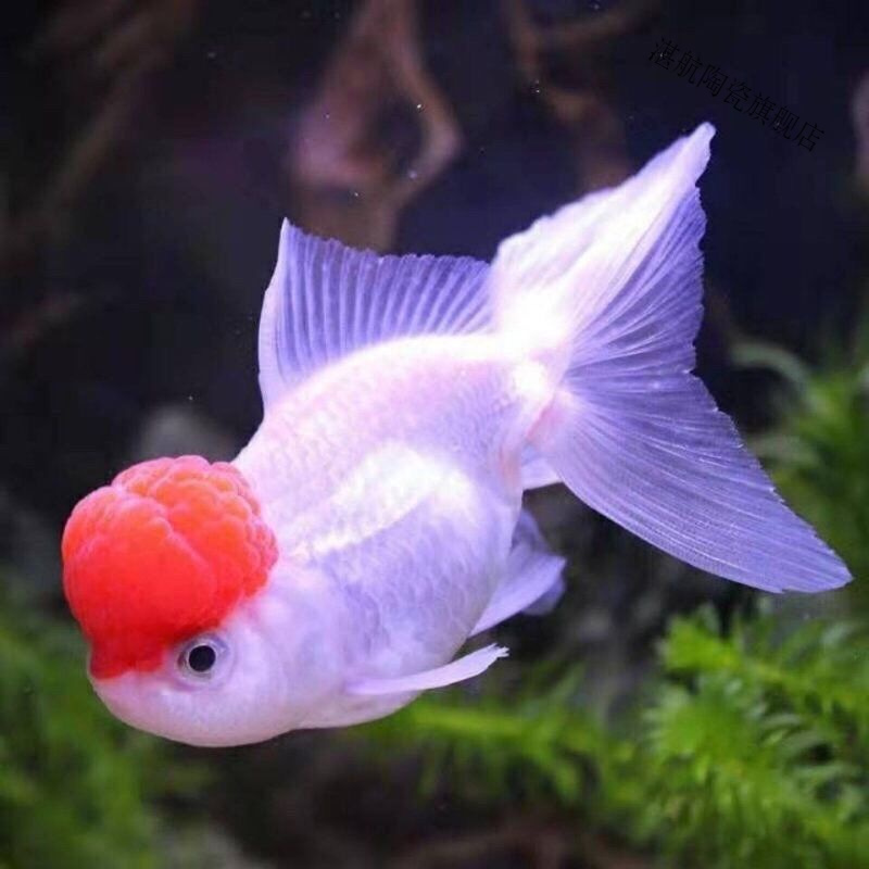精品鹤顶红金鱼活体观赏鱼冷水鱼鸿运当头丹顶红鱼苗小型鱼好养活