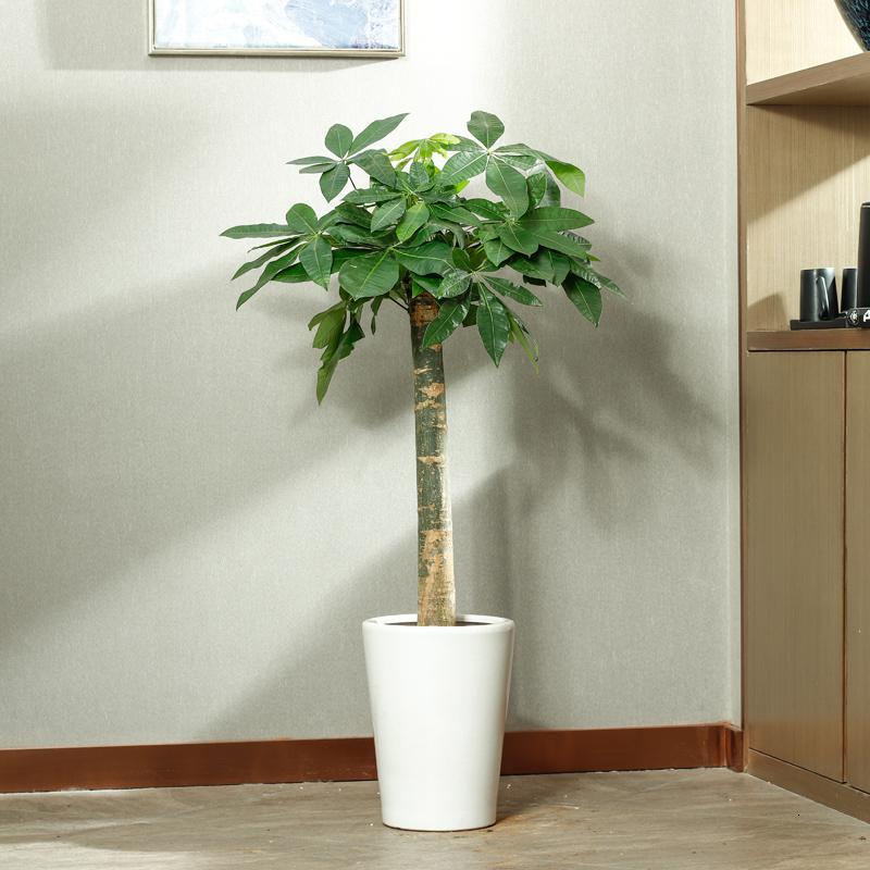 古达盆栽大绿植大型植物树室内客厅落地办公室好养活大粗杆1 4米 1 6米独干 炮筒瓷盆 含盆报价 参数 图片 视频 怎么样 问答 苏宁易购