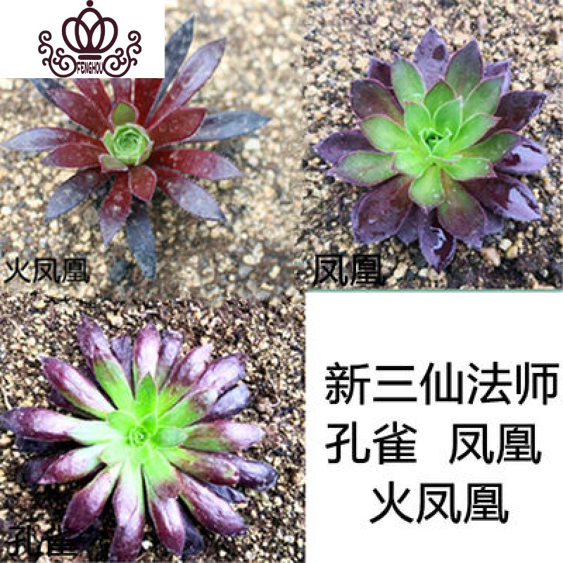 封后法师三仙红覆轮锦老桩多肉铜壶盆栽黑法师一物一拍巨型绿植物缀化