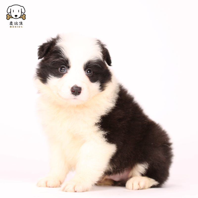 麦比佳 边牧幼犬 纯种变边境牧羊犬狗狗活体 双血统级高品质边境宠物狗三通七白大围脖黑白边牧犬赛级高智商牧羊犬高清大图