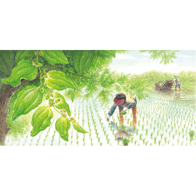 正版新书]我们的田野:大红枣(精)(韩)张锡周著(韩)刘梨绘高清大图