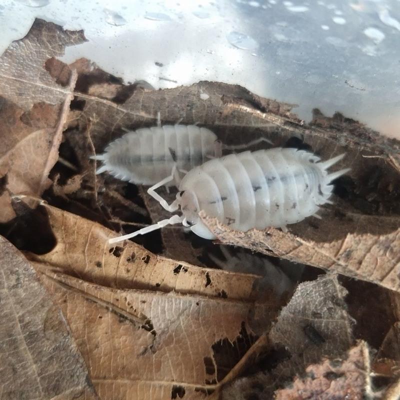 雪白光滑大幼10只cb爬宠雪白光滑鼠妇宠物鼠妇活体另类宠物宠物昆虫