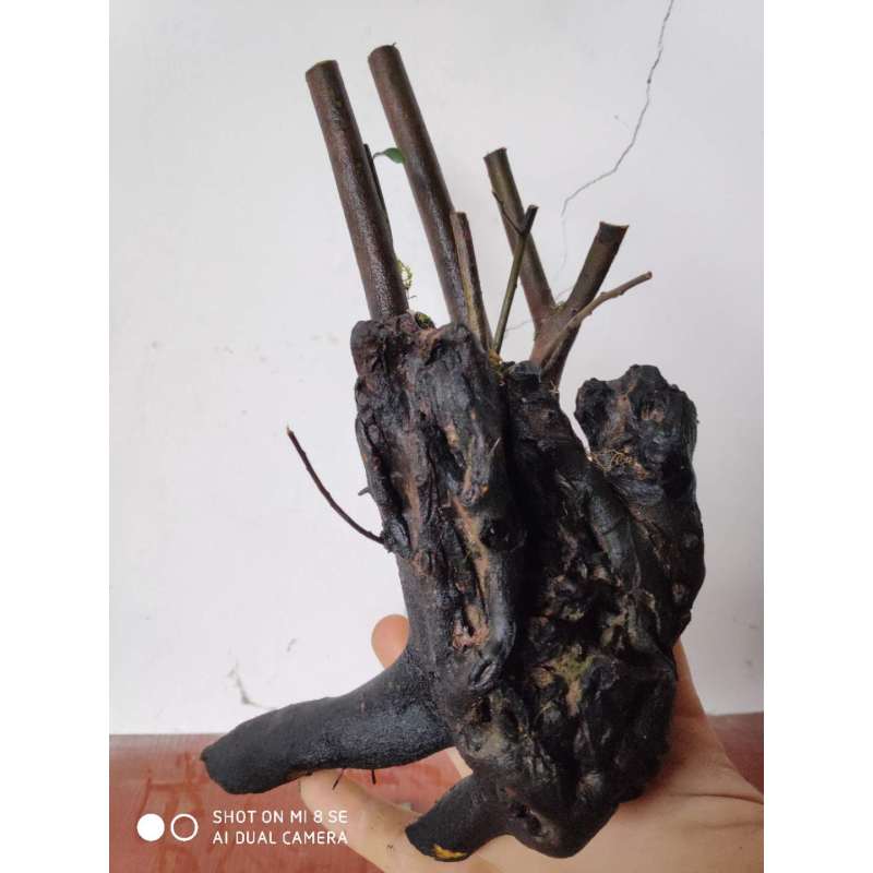 金弹子树桩盆景黑塔子公桩母桩熟桩老桩练手桩图片