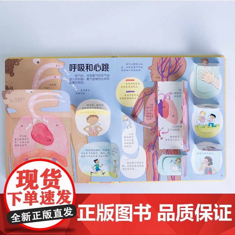 揭秘身体 3-6岁 英国尤斯伯恩出版公司 著 幼儿启蒙 翻翻书高清大图