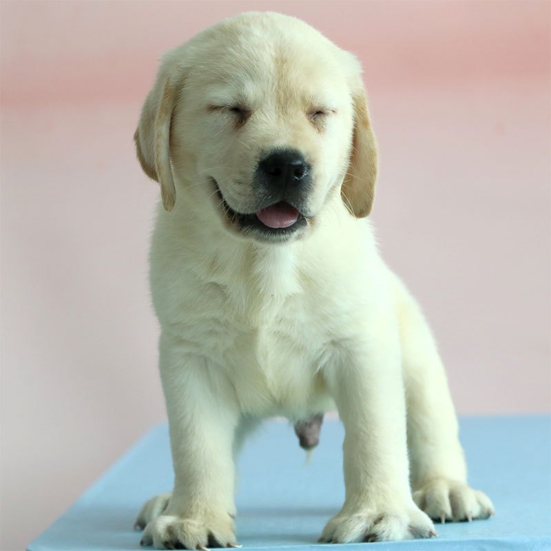 拉布拉多犬 拉布拉多幼犬 拉布拉多犬活体 拉布拉多 狗狗