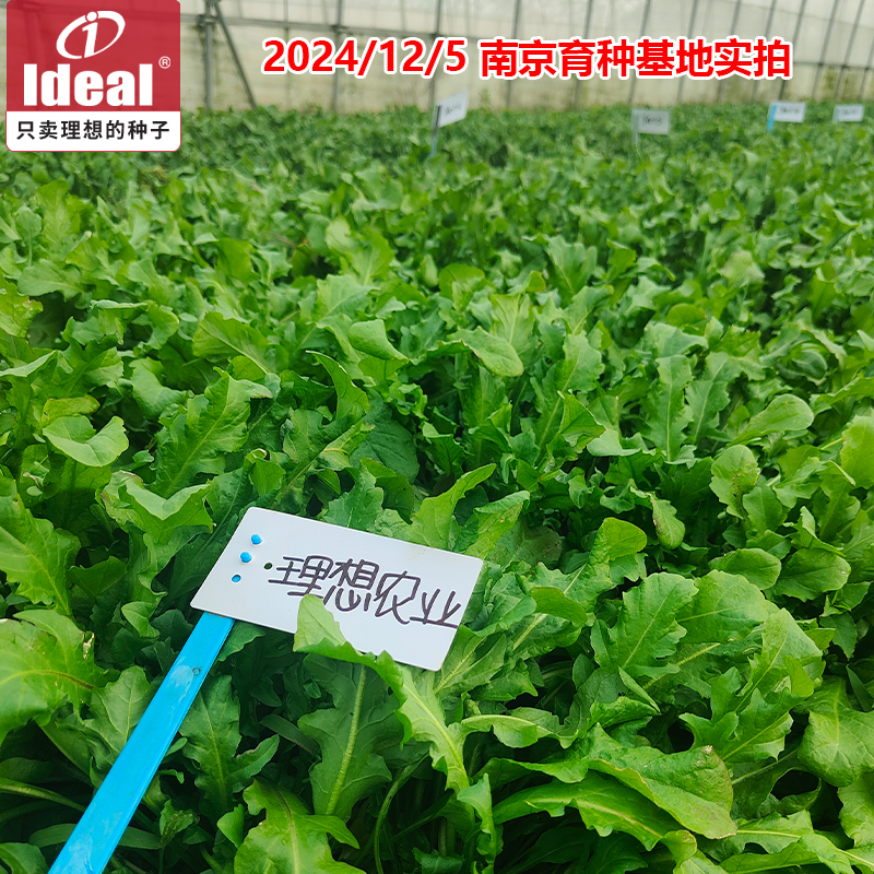 [补贴10%]荠菜种子野生荠菜种子老品种荠荠菜种子耐寒野荠菜种子籽理想农业高清大图