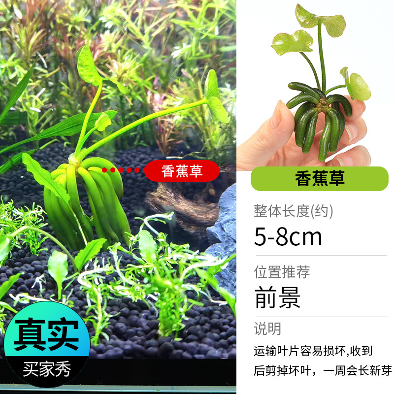 鱼缸造景莫斯沉木水榕无土植物懒人增氧真水草趴地矮珍珠陀草