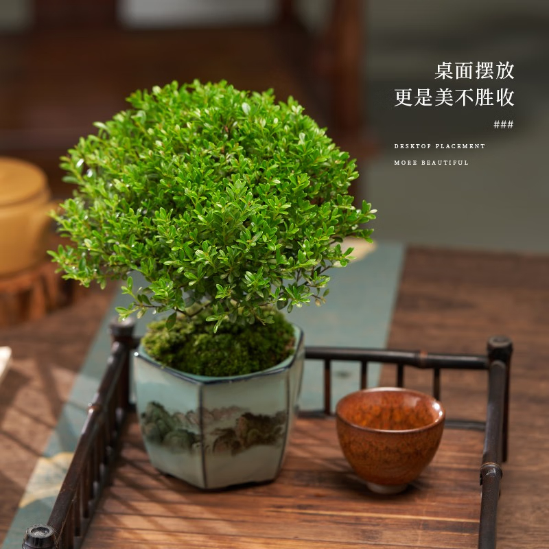 小叶赤楠盆景摆件高清大图