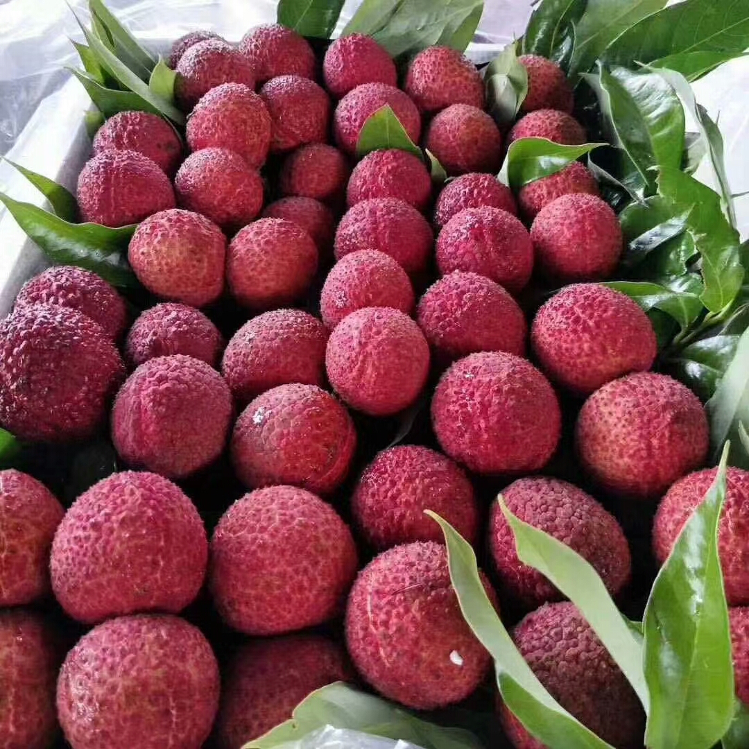 广西灵山 桂味精品荔枝 净重5斤 基地直发 空运发货 坏果包赔