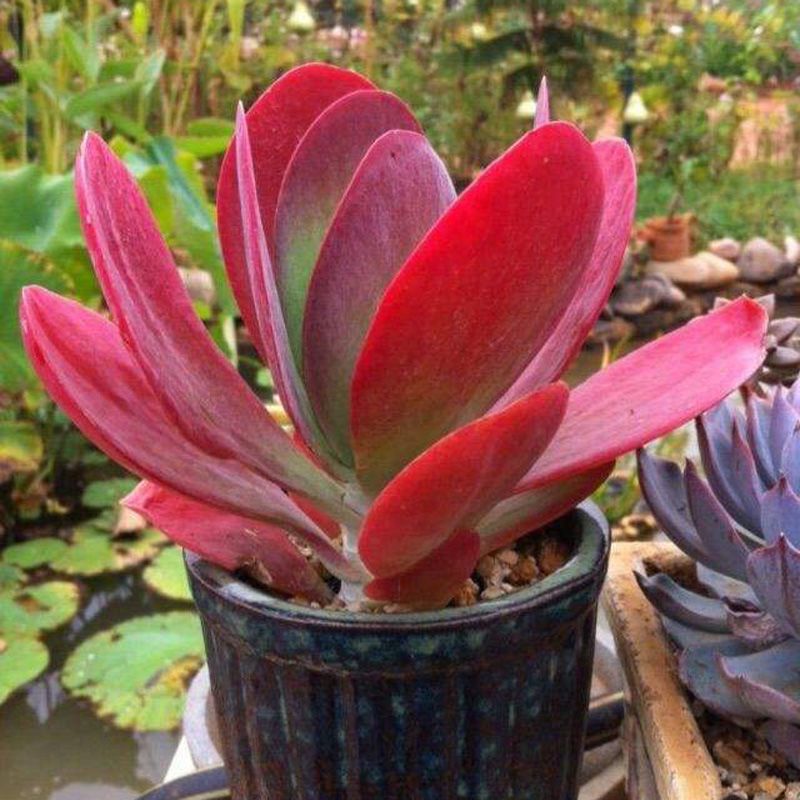 唐印锦肉肉植物多肉花贵货稀有品种盆栽批发超大株巨大特大盆栽 唐印