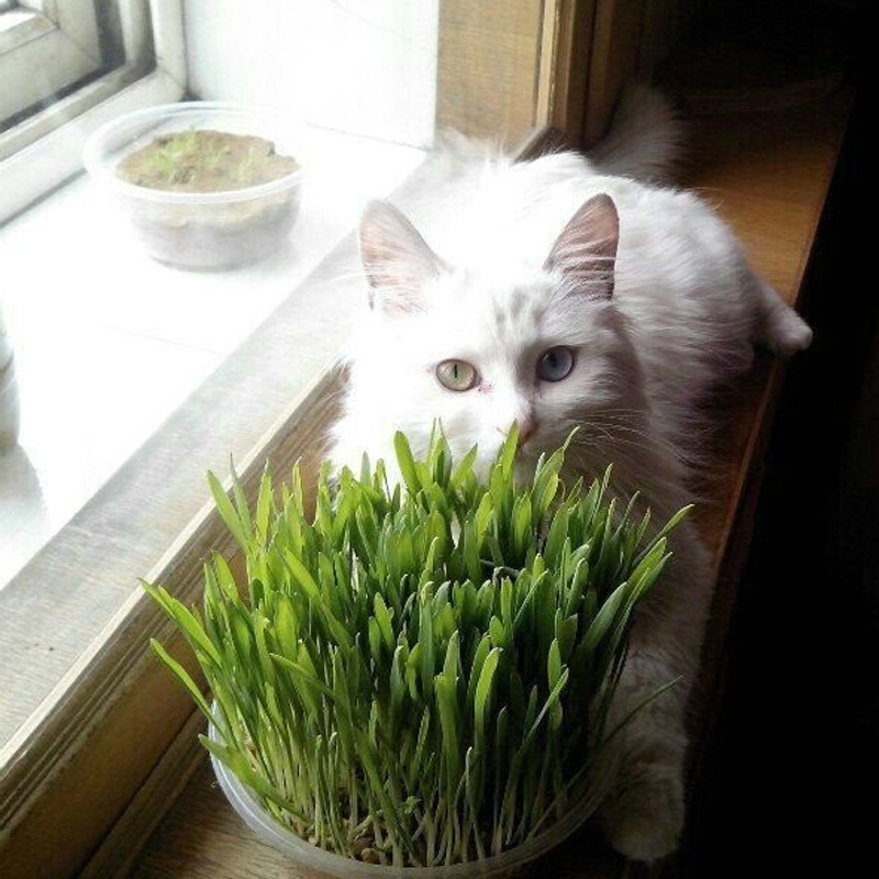 水晶猫草猫咪零食美食传说大麦猫草种子送猫薄荷套装去毛球