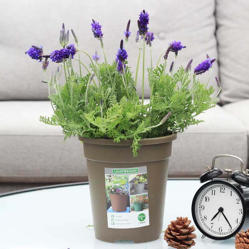 薰衣草盆栽苗羽叶植物四季绿植驱蚊带花有香味的花卉浓香视频