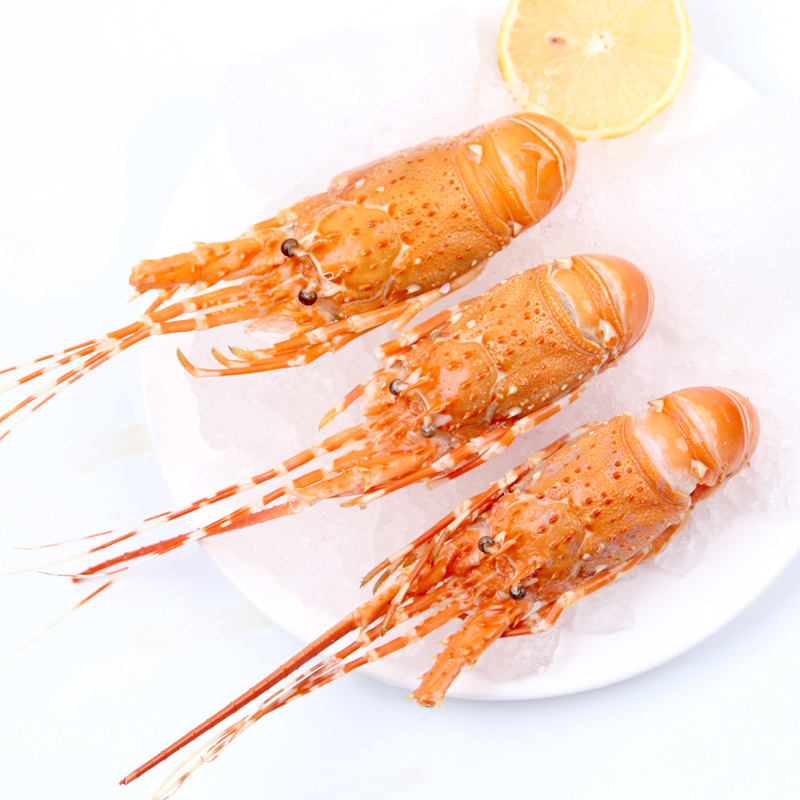 金沐运澄 越南熟冻小青龙海鲜小青龙虾火锅食材 500g 袋装