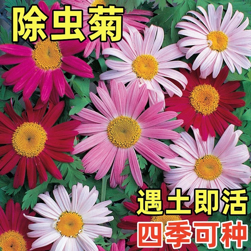 诚智旺 除虫菊花籽100g 净籽/袋高清大图