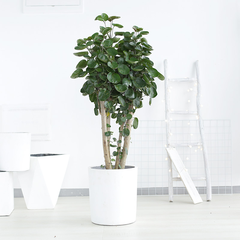 符象园艺用品金钱兜大盆栽植物家用圆叶金钱树室内客厅绿植福禄桐盆栽1 1 2m白色圆柱形水泥盆含盆 价格图片品牌报价 苏宁易购乾鼎园艺专营店