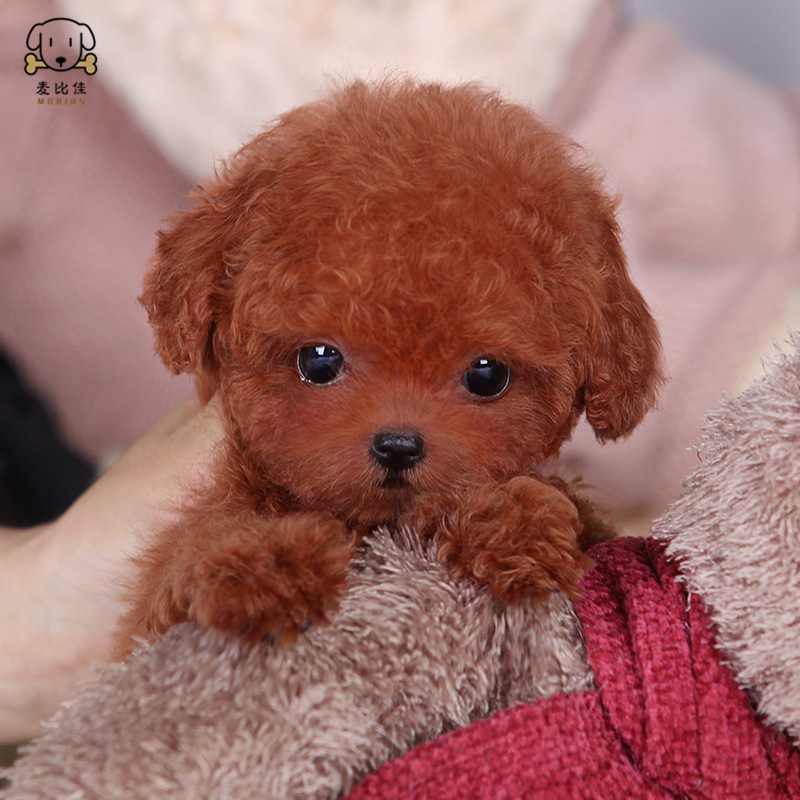 麦比佳 泰迪犬幼犬 泰迪犬狗狗活体 茶杯犬泰迪宠物狗小体玩具型长不大微小体贵宾犬 泰迪贵宾杯子狗视频挑选高清大图