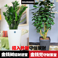办公室内盆景大型绿植财树招财植物金钱树金钱兜盆栽福禄桐树桩