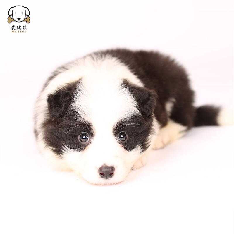 麦比佳 边牧幼犬 纯种变边境牧羊犬狗狗活体 双血统级高品质边境宠物狗三通七白大围脖黑白边牧犬赛级高智商牧羊犬高清大图