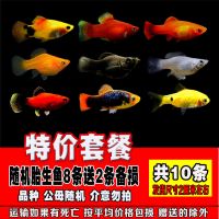胎生鱼 观赏鱼活体小型黑玛丽金牡丹月光鱼热带米奇鱼 宠物皮球鱼 特价胎生鱼8条送2条备损共10条