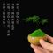 组合盆栽创意迷你六月雪文竹罗汉松鸭脚木室内办公桌摆好养微绿植|掌中盆栽[清香木+冰裂盆]