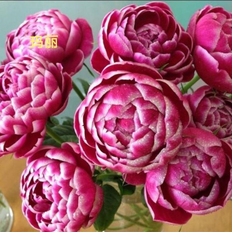 詹森玛丽真彩230果汁阳台天荷盆栽庭院大花月季浓香欧月四季开花 多头狮子座 小杯苗