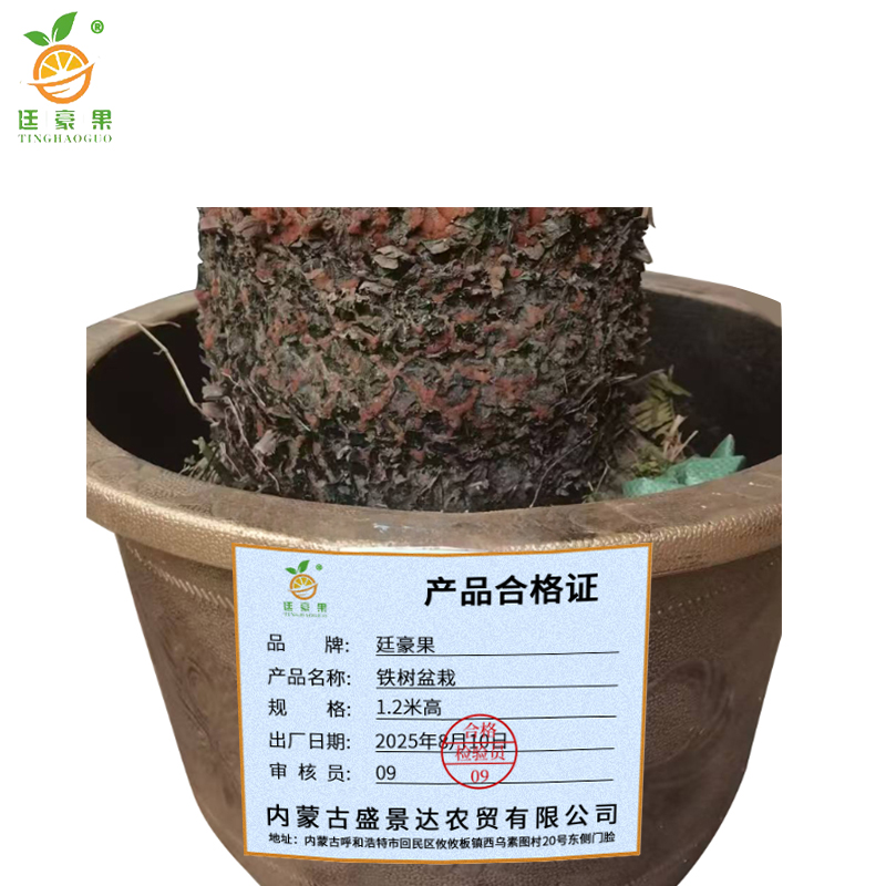 廷豪果 铁树盆栽 1.2米高 /盆高清大图