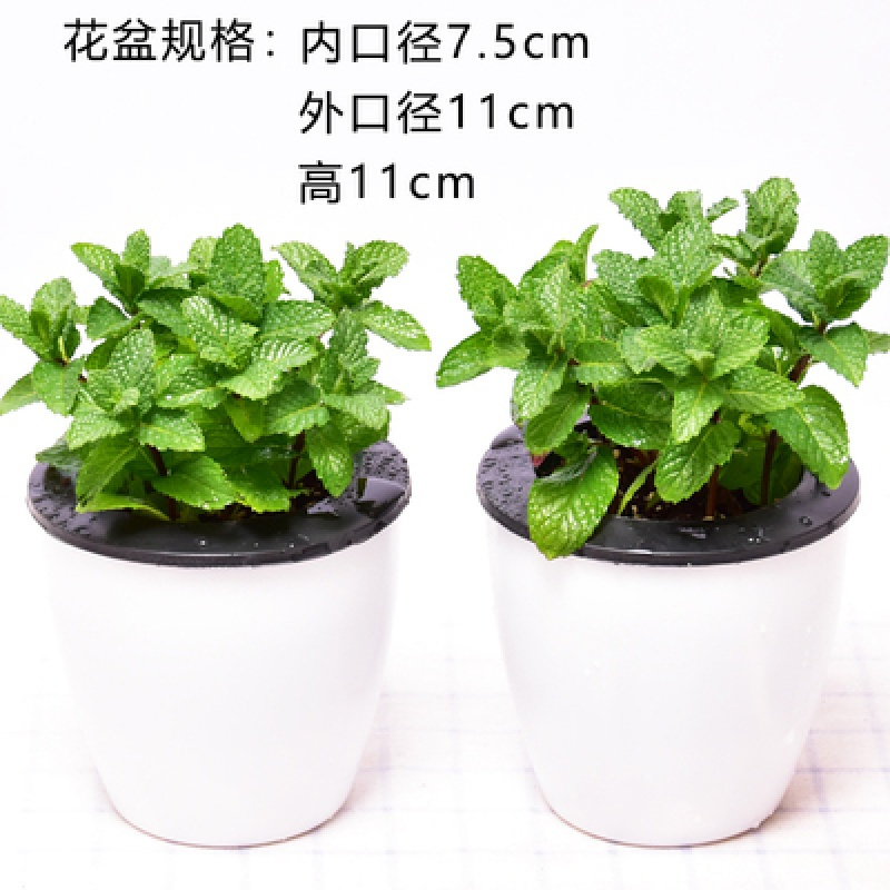 古达园艺用品古达盆栽植物室内小盆景客厅绿植水培花卉办公室盆栽文竹柠檬薄荷 懒人盆 彩石 土含盆 价格图片品牌报价 苏宁易购老蜂匠园艺用品专营店