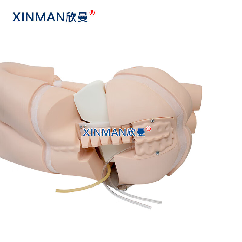 欣曼科教 腰椎穿刺模拟人 腰椎穿刺训练模型 教学实验用XM-YC01高清大图