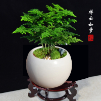 云竹盆栽植物室内花卉办公室桌面绿植好养四季常青景观竹子小盆景