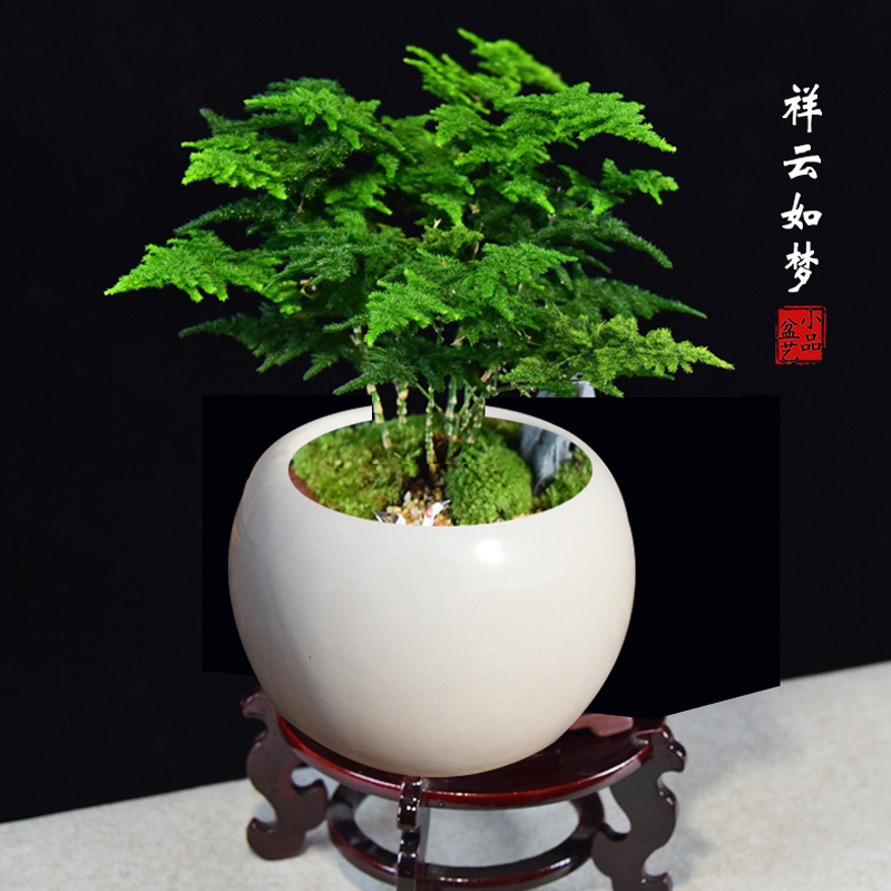 云竹盆栽植物室内花卉办公室桌面绿植好养四季常青景观竹子小盆景