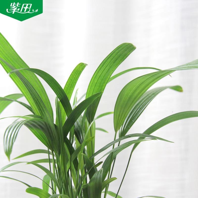 绿植 花卉盆栽植物观音竹 小型桌面棕榈竹盆栽净化空气