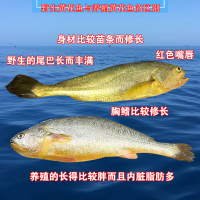 沈志雄船长 东山岛海捕海鲜海捕大黄花鱼小黄鱼蒜瓣肉鲜活速冻 盒装共6-8条共800g