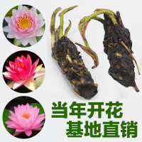花中岛 大睡莲睡莲根块 水培植物 水生根块 池塘水池睡莲花根茎碗莲睡莲花卉绿植盆栽 粉牡丹